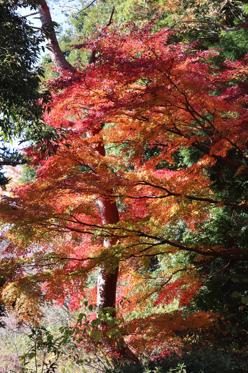 scenery tree no humans outdoors nature day autumn leaves  illustration images