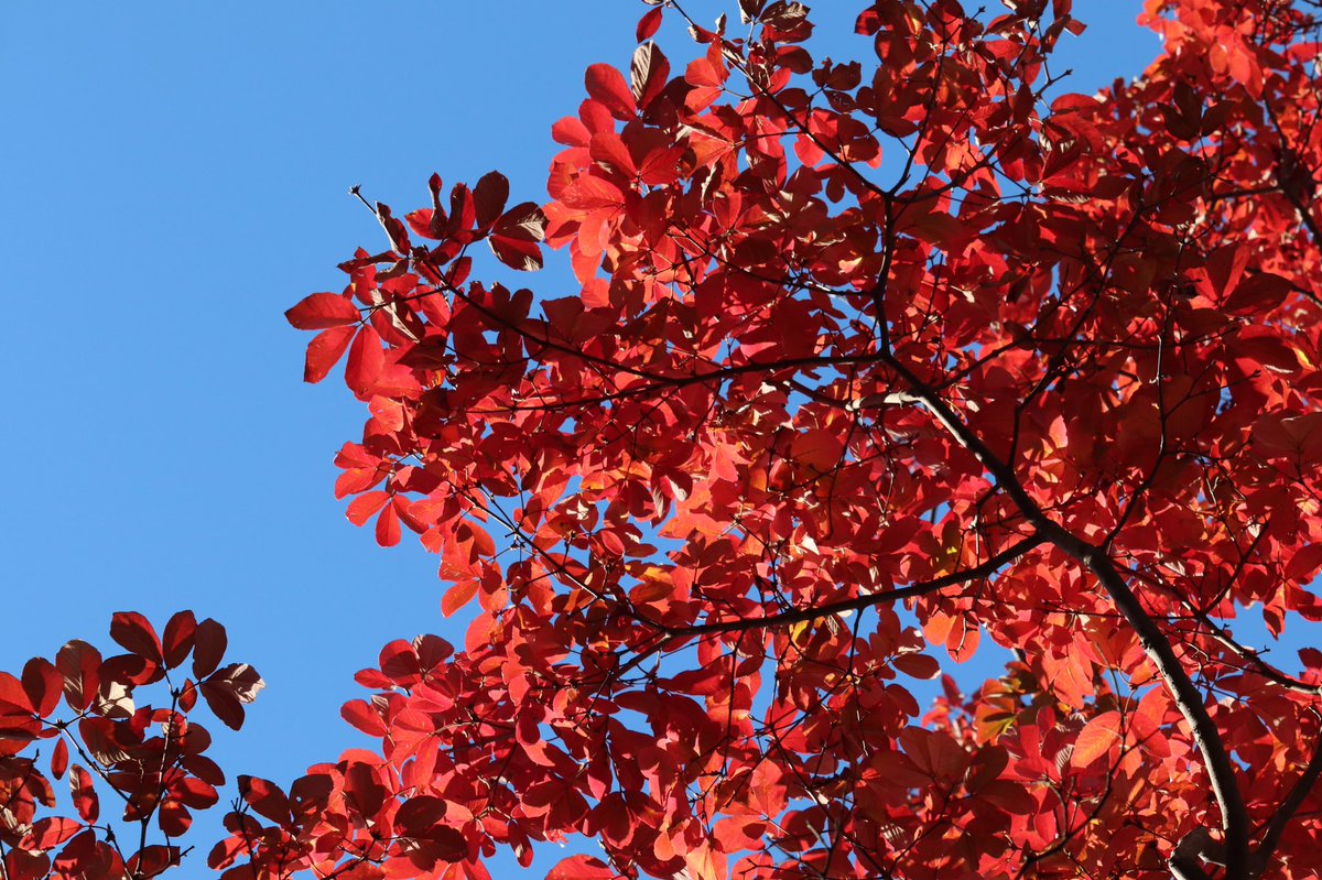 「昨日撮った紅葉とてもきれい。 」|しのみやななせのイラスト