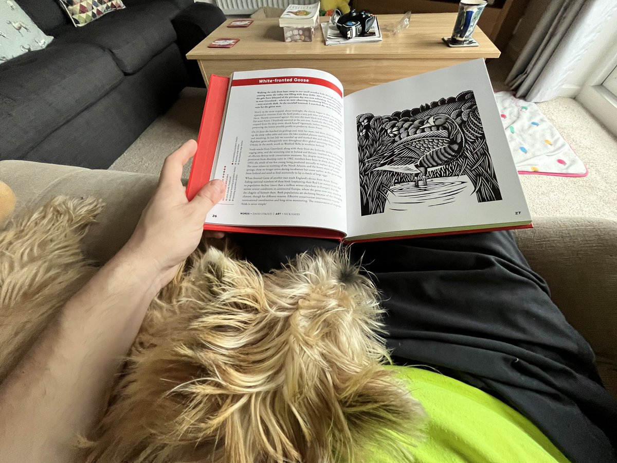 A dreich morning in North Wales so puppy and I are enjoying reading <a href="/_BTO/">BTO</a> #IntoTheRedBirds while we (I) have coffee. Just as lovely as #Red67, so if you haven’t got a copy yet it’s probably one to add to your list for Santa!