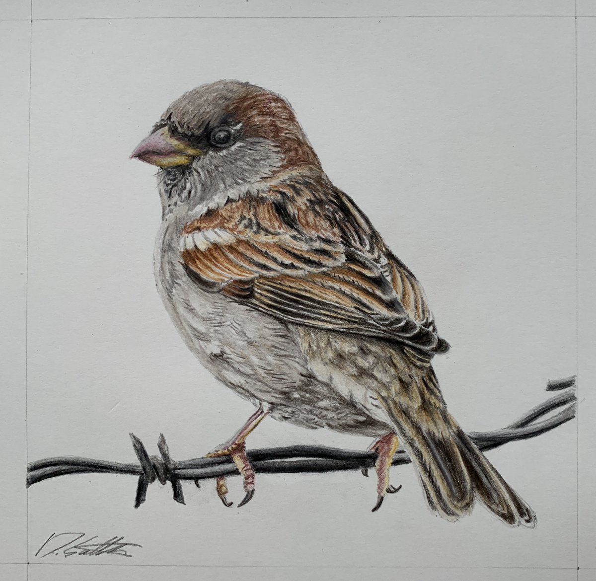 Davidjsalter's tweet photo. I love sparrows, they're such charismatic little birds, and so much more attractive than the little brown bird effective trunks they are!
Drawn with Polychromos coloured pencils.
Thanks to @BirdsByStiofan for the ref pic https://t.co/ME8yUce7ip