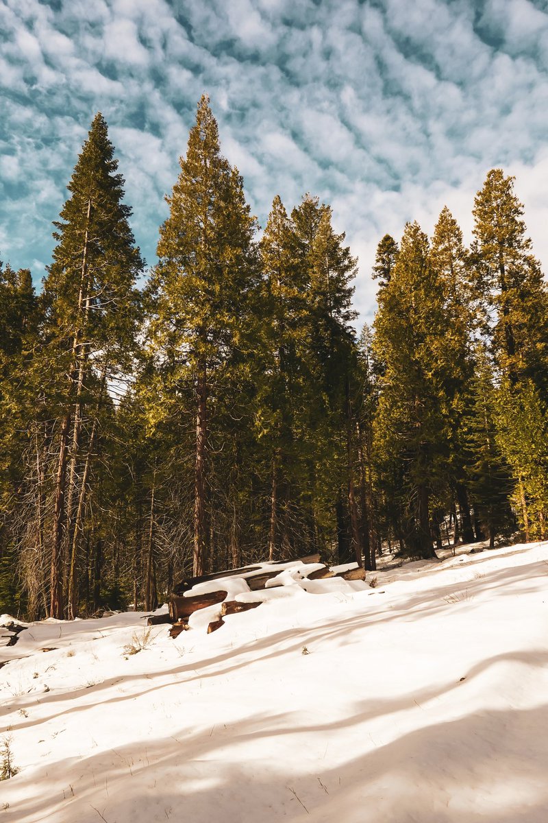 shotbydse's tweet photo. Spent the day with my dogs in the #Yosemite wilderness — shot on a #Leica https://t.co/FCleaJSeC7