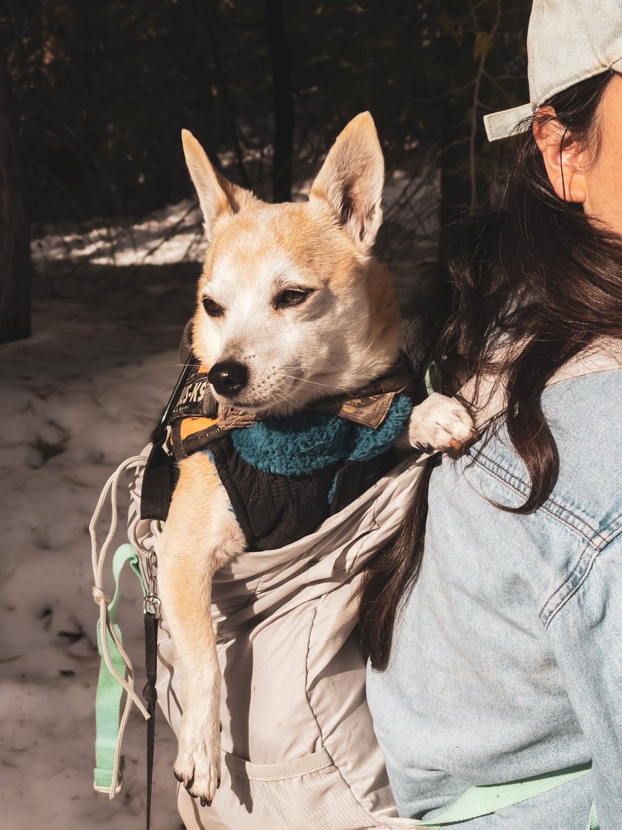 shotbydse's tweet photo. Spent the day with my dogs in the #Yosemite wilderness — shot on a #Leica https://t.co/FCleaJSeC7