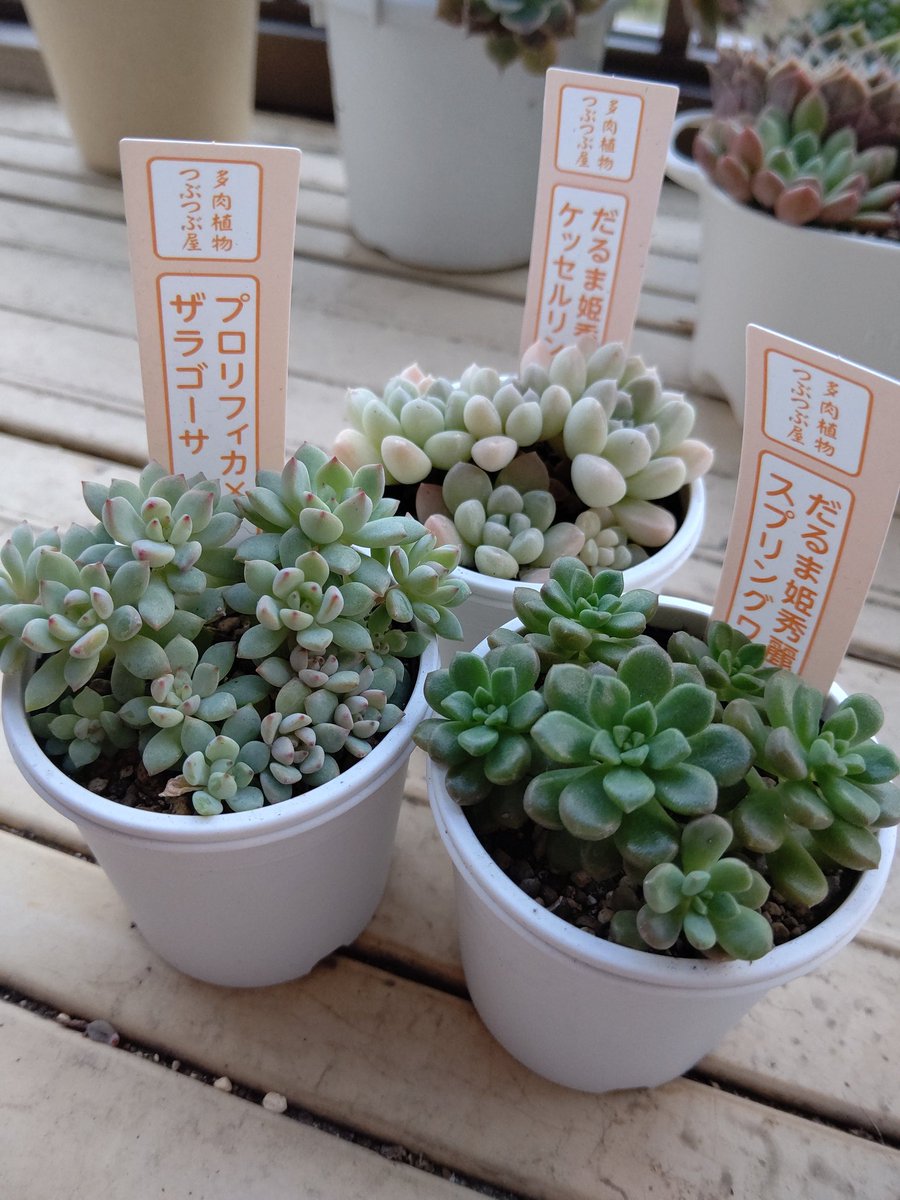 つぶつぶ屋（クアトロさん）の多肉買って来ましたぁー🎶 ❢だるま姫