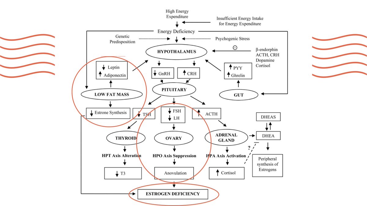 Dr Amal Hassan 💙 tweet media