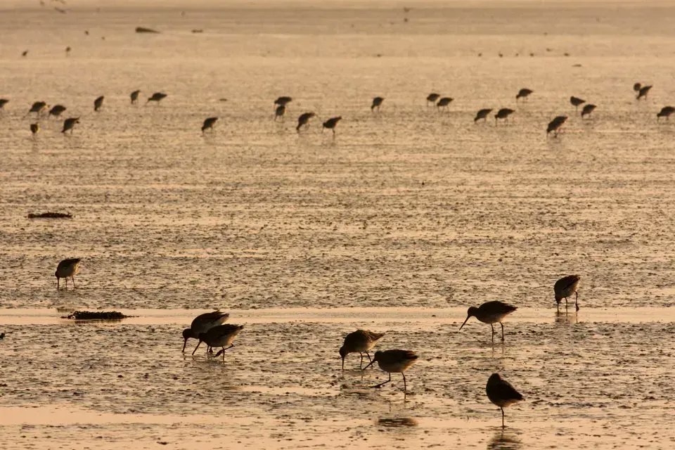 NorfolkWT's tweet photo. The Wash is the UK’s most important estuary for wild birds, home to England’s largest common seal colony, AND a vital fishery.🐟

We're urging developers to rethink outlandish plans to build a tidal barrage along this precious coastline.🛑

https://t.co/PNcAtFimRQ
Dave Kilbey 📸 https://t.co/tRn91dZGKD