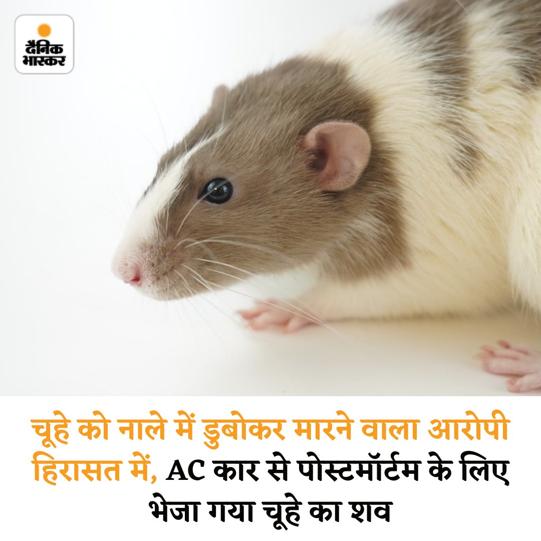 Dainik Bhaskar (@dainikbhaskar) on Twitter photo UP рдореЗрдВ рдЪреВрд╣реЗ рдХреЛ рдкрд╛рдиреА рдореЗрдВ рдбреВрдмреЛ рдХрд░ рд╣рддреНрдпрд╛ рдХрд░ рджреА рдЧрдИред рдкреБрд▓рд┐рд╕ рдиреЗ рдЖрд░реЛрдкреА рдпреБрд╡рдХ рдХреЛ рд╣рд┐рд░рд╛рд╕рдд рдореЗрдВ рд▓рд┐рдпрд╛ рд╣реИред рдЪреВрд╣реЗ рдХреЗ рд╢рд╡ рдХрд╛ рдмрд░реЗрд▓реА IVRI рдореЗрдВ рдкреЛрд╕реНрдЯрдореЙрд░реНрдЯрдо рдХрд┐рдпрд╛ рдЧрдпрд╛ред 7 рджрд┐рди рдмрд╛рдж рд░рд┐рдкреЛрд░реНрдЯ рдЖрдПрдЧреАред рдЪреВрд╣реЗ рдХреЗ рд╢рд╡ рдХреЛ рдмрджрд╛рдпреВрдВ рд╕реЗ рдмрд░реЗрд▓реА рддрдХ AC рдЧрд╛рдбрд╝реА рдореЗрдВ рд▓реЗ рдЬрд╛рдпрд╛ рдЧрдпрд╛ред
#UttarPradesh #Police #Animals
dainik-b.in/M4RPWQKPcjb UP рдореЗрдВ рдЪреВрд╣реЗ рдХреЛ рдкрд╛рдиреА рдореЗрдВ рдбреВрдмреЛ рдХрд░ рд╣рддреНрдпрд╛ рдХрд░ рджреА рдЧрдИред рдкреБрд▓рд┐рд╕ рдиреЗ рдЖрд░реЛрдкреА рдпреБрд╡рдХ рдХреЛ рд╣рд┐рд░рд╛рд╕рдд рдореЗрдВ рд▓рд┐рдпрд╛ рд╣реИред рдЪреВрд╣реЗ рдХреЗ рд╢рд╡ рдХрд╛ рдмрд░реЗрд▓реА IVRI рдореЗрдВ рдкреЛрд╕реНрдЯрдореЙрд░реНрдЯрдо рдХрд┐рдпрд╛ рдЧрдпрд╛ред 7 рджрд┐рди рдмрд╛рдж рд░рд┐рдкреЛрд░реНрдЯ рдЖрдПрдЧреАред рдЪреВрд╣реЗ рдХреЗ рд╢рд╡ рдХреЛ рдмрджрд╛рдпреВрдВ рд╕реЗ рдмрд░реЗрд▓реА рддрдХ AC рдЧрд╛рдбрд╝реА рдореЗрдВ рд▓реЗ рдЬрд╛рдпрд╛ рдЧрдпрд╛ред
#UttarPradesh #Police #Animals
dainik-b.in/M4RPWQKPcjb