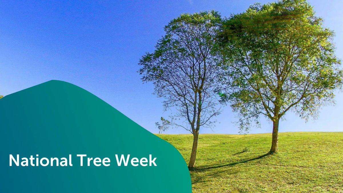 It’s National Tree Week!

From 26th November – 5th December 2022, you can help take part and help combat climate change.

Find out more | buff.ly/3UQJnXC 

#CSR #NationalTreeWeek