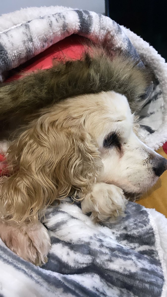 fhernny_21's tweet photo. Conmigo siempre vas a estar K🐶♥️ https://t.co/8ISDmxpB22
