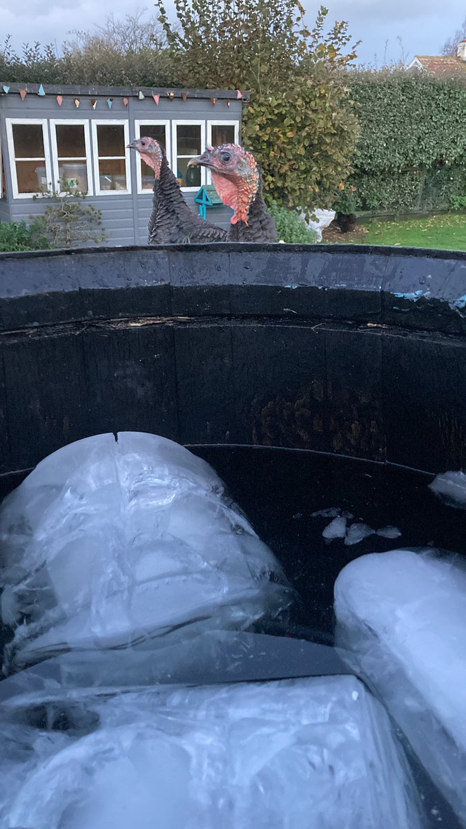 Ice bath morning with my mates ! #loveguernsey#feelgood😎