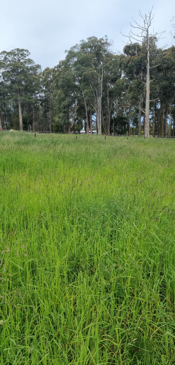 Paddocks have bounced back unreal!
Nearly overtaken the fences!!