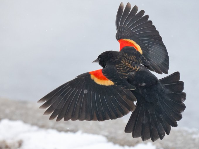 CarlodeBlasio1's tweet photo. Merlo dalle ali rosse (agelaius phoeniceus). #Rwbb https://t.co/YeNo06WlPg