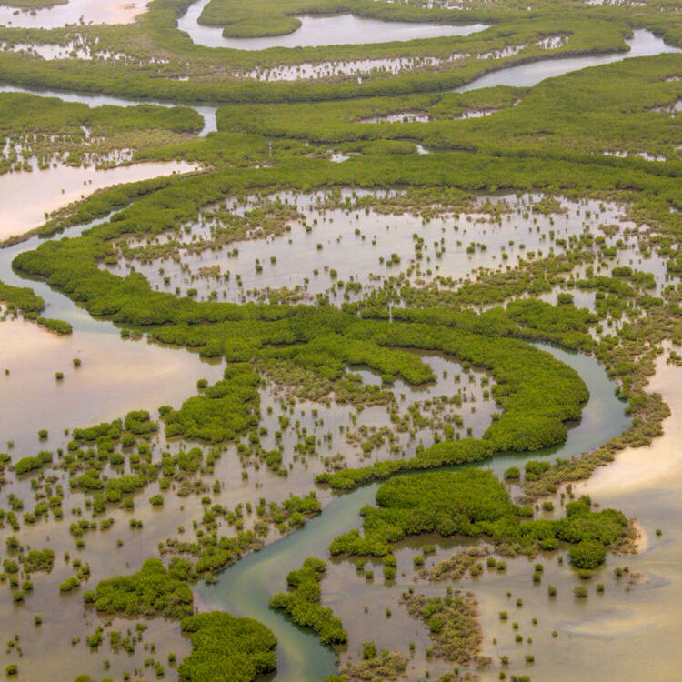 What an exceptional #WorldHeritage in #Senegal🇸🇳!

Saloum Delta; with millions of shell mounds,cultural landscapes &amp; channels with over 200 islands, islets,mangrove forest &amp; marine environment for over 2,000 yrs;

whc.unesco.org/en/list/1359/

#WorldHeritageOf32AtQatar  #FIFAWorldCup