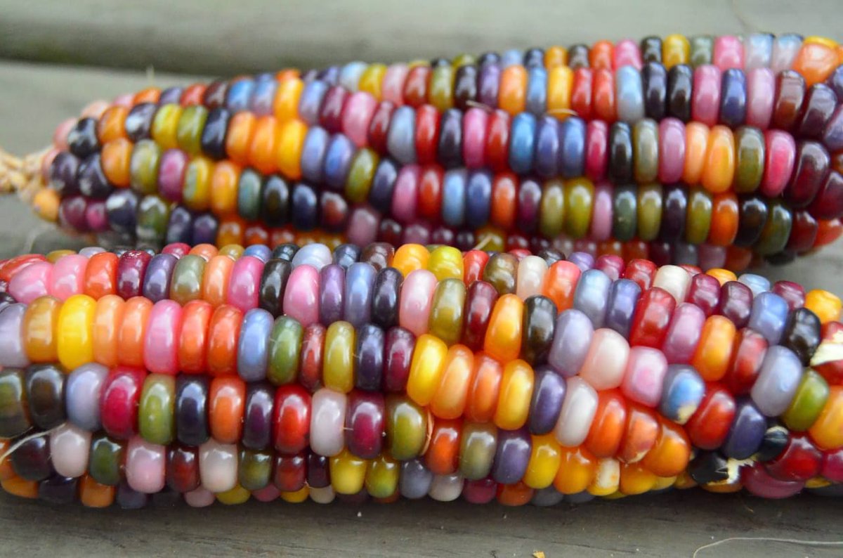 Namfumu Conservation Trust (@namfumut) on Twitter photo Rainbow seeds for you, get in touch today to make your order today on +260978653705 or email afrika.connector@gmail.com <a href="/NjokiNjehu/">Njoki Njehu</a> <a href="/SEEDAfrique/">SEEDAfrique</a> <a href="/FAOAfrica/">FAO in Africa</a> <a href="/ZCCN_Official/">Zambia Climate Change Network</a> <a href="/PromoteZambia/">Zambia Development Agency (ZDA)</a> <a href="/HHichilema/">Hakainde Hichilema</a> <a href="/IAPRI14/">Indaba Agricultural Policy Research Institute</a> <a href="/wwfzambia/">WWF Zambia</a> <a href="/OxfamInZam/">Oxfam In Zambia</a> <a href="/mwanawasaM/">Dr Maureen K Mwanawasa</a> <a href="/HOT877Zambia/">HotFMZambia</a> <a href="/MYZNBC/">MY ZNBC</a> <a href="/UPNDZM/">UPND</a> <a href="/UN/">United Nations</a> Rainbow seeds for you, get in touch today to make your order today on +260978653705 or email afrika.connector@gmail.com <a href="/NjokiNjehu/">Njoki Njehu</a> <a href="/SEEDAfrique/">SEEDAfrique</a> <a href="/FAOAfrica/">FAO in Africa</a> <a href="/ZCCN_Official/">Zambia Climate Change Network</a> <a href="/PromoteZambia/">Zambia Development Agency (ZDA)</a> <a href="/HHichilema/">Hakainde Hichilema</a> <a href="/IAPRI14/">Indaba Agricultural Policy Research Institute</a> <a href="/wwfzambia/">WWF Zambia</a> <a href="/OxfamInZam/">Oxfam In Zambia</a> <a href="/mwanawasaM/">Dr Maureen K Mwanawasa</a> <a href="/HOT877Zambia/">HotFMZambia</a> <a href="/MYZNBC/">MY ZNBC</a> <a href="/UPNDZM/">UPND</a> <a href="/UN/">United Nations</a>