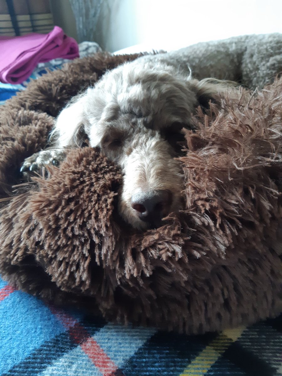 Just started following <a href="/BletchleyBark/">Dudley and Doris Dale 💙💛</a>  because he reminds me of <a href="/Hearingdogpuppy/">Pasha</a> Pasha.The donut bed lasted about 5 minutes but he loves his duvet. 🐩🐾🙂
#countersurfing
#explodingbed