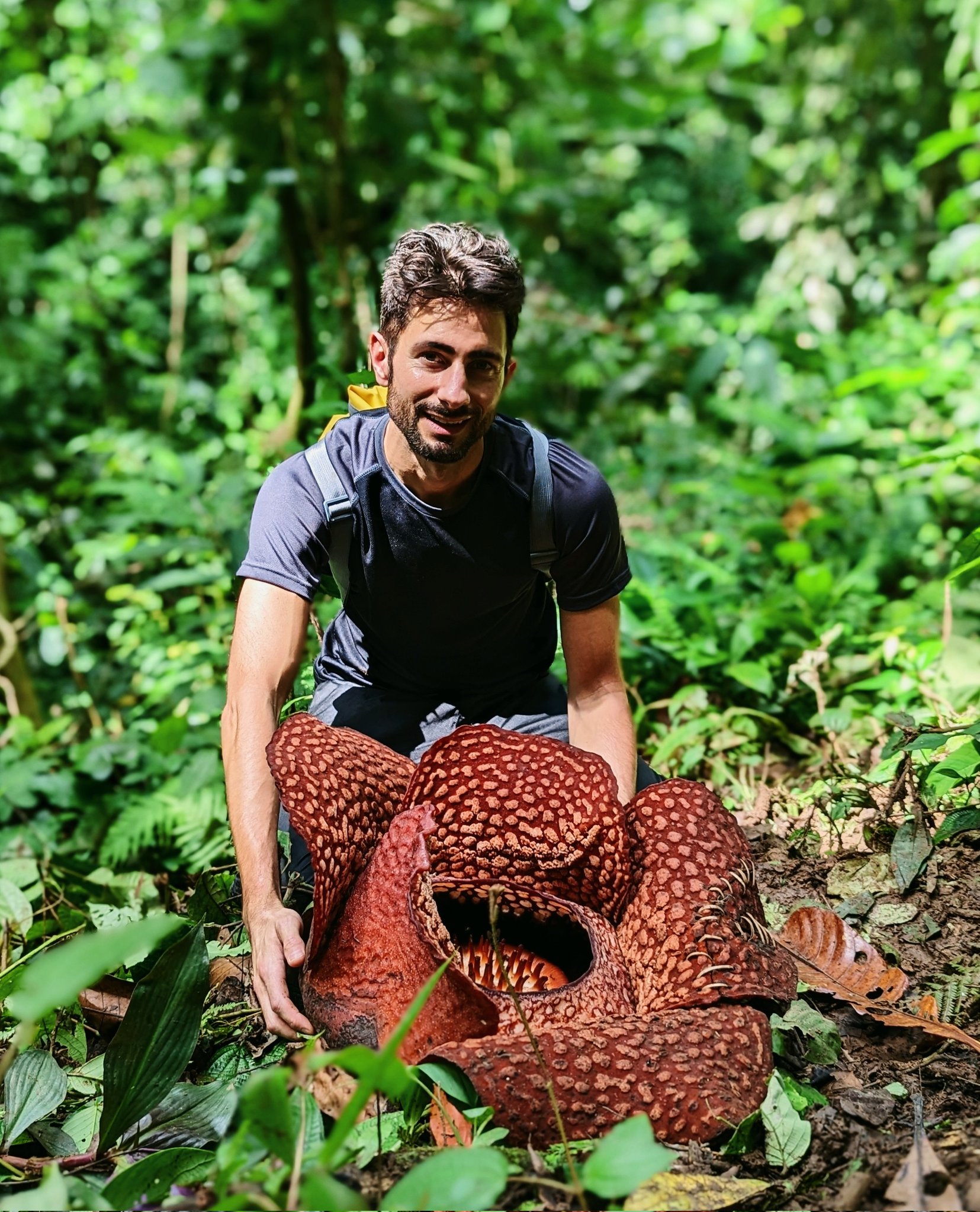 Chris Thorogood on Twitter: "And here is the flower that rules them all: Rafflesia arnoldii. Of the 41 Rafflesia species that grow across SE Asia, this one in the depths of the