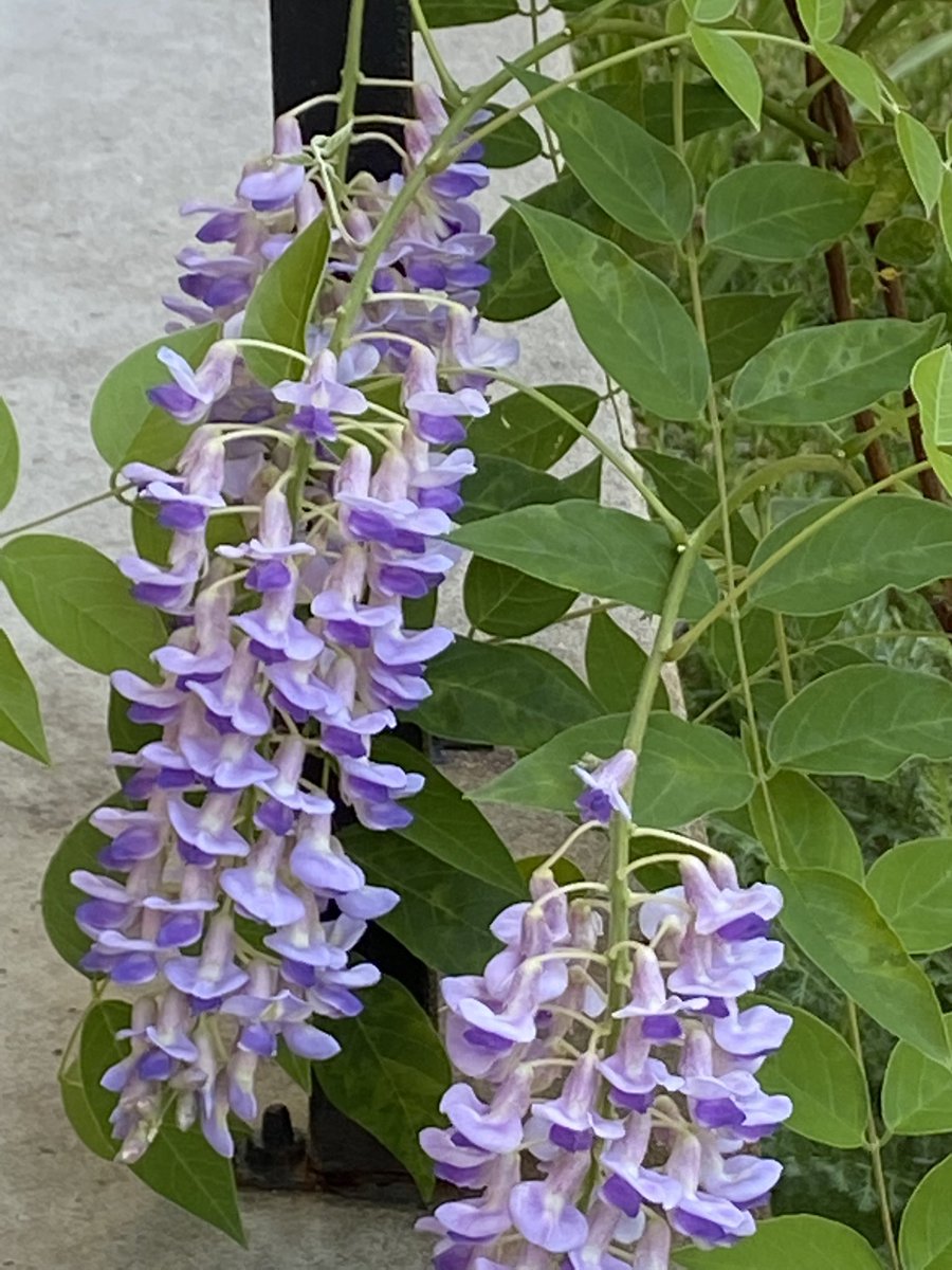 Wisteria for #AlphaBettyBlooms today. Hope everyone is having a good weekend. #Flowers #gardening
