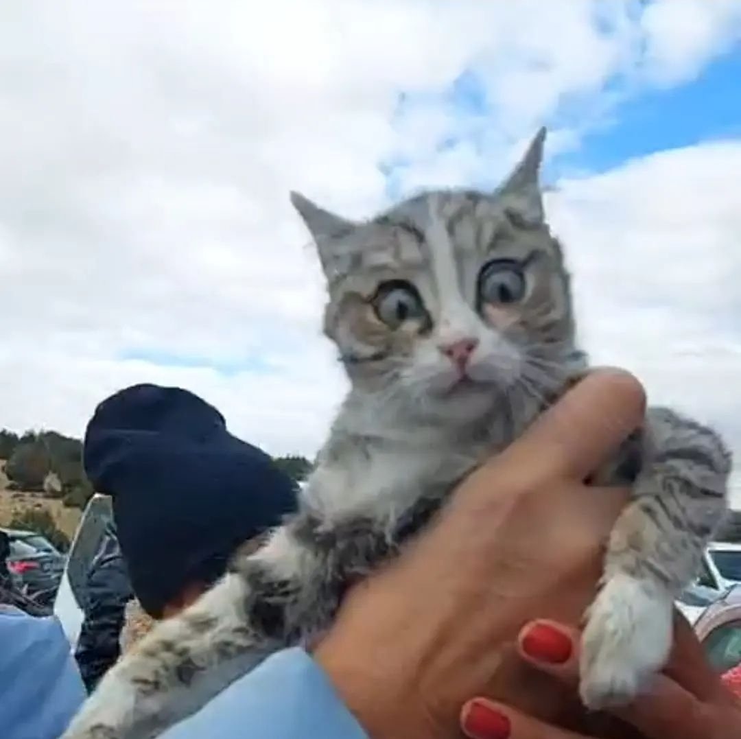 KORKMUYORUZ!
Ancak sizler bu zavallı kediyi korkutur korkudan gözleri fırlayacak hale sokarsınız! Ancak zavallı köpekleri kürekle dövüp öldürür,onun o halini izleyen arkadaşlarını korkutursunuz! Hayvanseverleri KORKUTAMAZSINIZ! 
Çünkü bizler korku nedir  hayvanlara +++