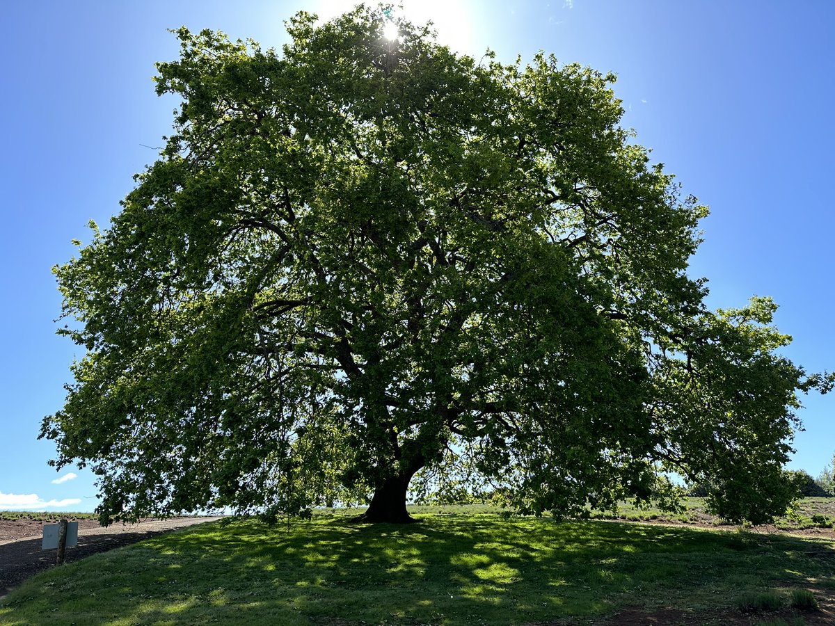 Our English oaks are looking forward to summer

#lavender #lavenderflower #lavenderfarm #bridestowe #smelltheflower #smellthelavender <a href="/belindakingtas/">Belinda King</a> <a href="/MonteBovill/">Monte Bovill</a>