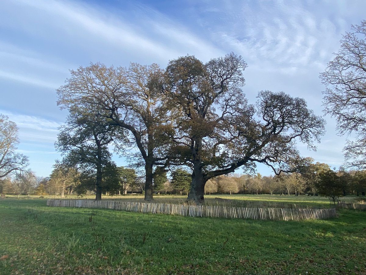 tree_myco_man's tweet photo. Invited to @phoenixparkopw by the Irish branch of the @ArbAssociation to present on management of veteran trees, urban tree issues and fungi. With @Alasdair_Tree &amp; @johntree1981 https://t.co/hhA2DVAiFE