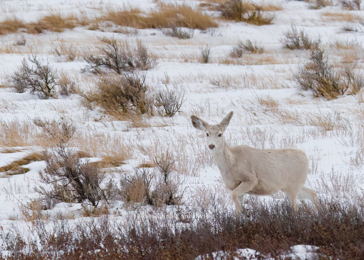 KamalaKyle's tweet photo. Ghost Deer! No matter how many amazing encounters we have, wildlife never ceases to take our breath away!
Leucistic Mule Deer doe, last Thursday
#wildlifephotography #canadianwildlifephotography 
#wildlifephotography #leucistic #leucism #leucisticdeer #ghostdeer #whitedeer #ghost https://t.co/WxnEIknHsZ