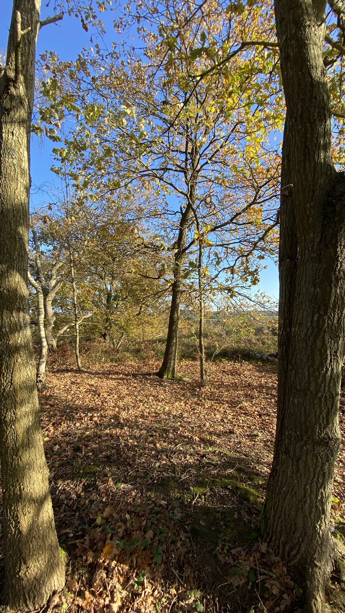 Lovely morning yesterday on the Heath 🙂 <a href="/hartleywintney/">Hartley Wintney 🦌</a> <a href="/HartleyWintney8/">Hartley Wintney Fire Station💙</a> <a href="/HartleyFC/">Hartley Wintney FC</a> <a href="/hartoutfit/">hartoutfit</a> <a href="/WeHeartHart/">We Heart Hart</a> <a href="/HartCouncil/">Hart District Council</a> #iPhone #iphone11 #shotoniphone #iphonephotography <a href="/AdrianMcgarry/">Adrian McGarry</a> <a href="/AdrianStockwell/">Adrian Stockwell</a>