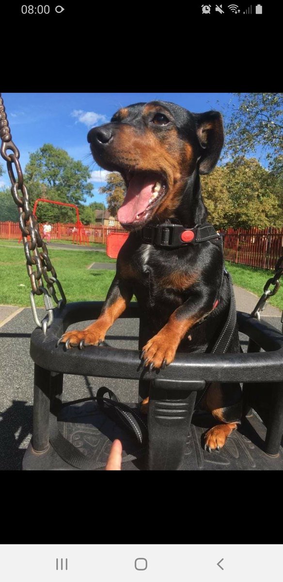 nataliexxxx's tweet photo. Happy 2nd birthday 🎂 💓 to my coco ..she had smoked salmon for her breakfast 😋 🐕 and lots of toys xxxx https://t.co/wnGRB8zg7w