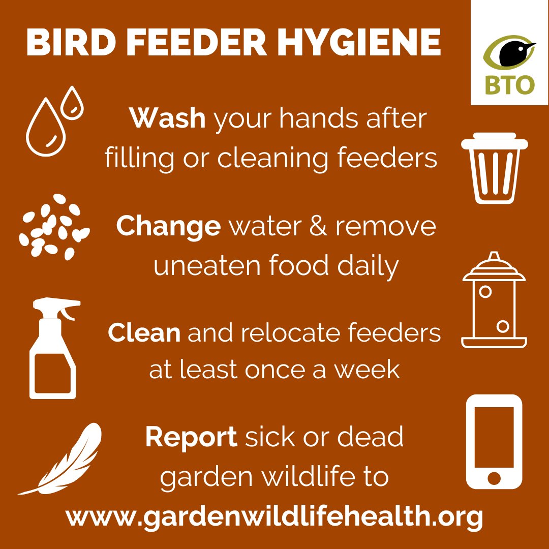 This is your weekly reminder to clean your bird feeders! 🧼

Practicing good hygiene when feeding garden birds is always important, but especially now as our wild birds are suffering from outbreaks of disease.  

Read BTO's full advice here 👉 bit.ly/3sBkxy4