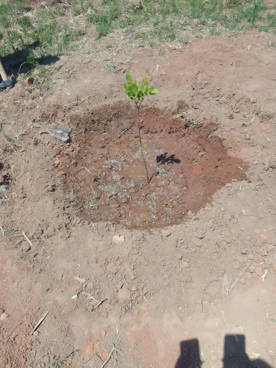 zicet1's tweet photo. Life cannot exist without the presence of trees on the planet ,air quality ,economic ,medical purposes climate change justice.We pre-commemorate the national tree planting  yesterday in ward 26 Mutasa Dstrct @forestrycom1 @forestservice @EMAeep @AlliedTimbers #plantrees https://t.co/gRqTofIjYj