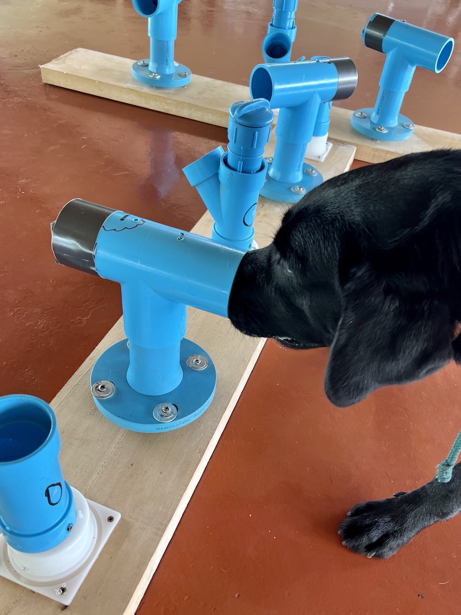 canineworld's tweet photo. Super fun NoseWork class this morning! Fancy putting YOUR dogs nose to work? Get in touch!

#ThailandDogTrainer #DogNoseWork #ScentWork #WorkingDogs #DogResort #DogObedience https://t.co/uwLH6VlNNh
