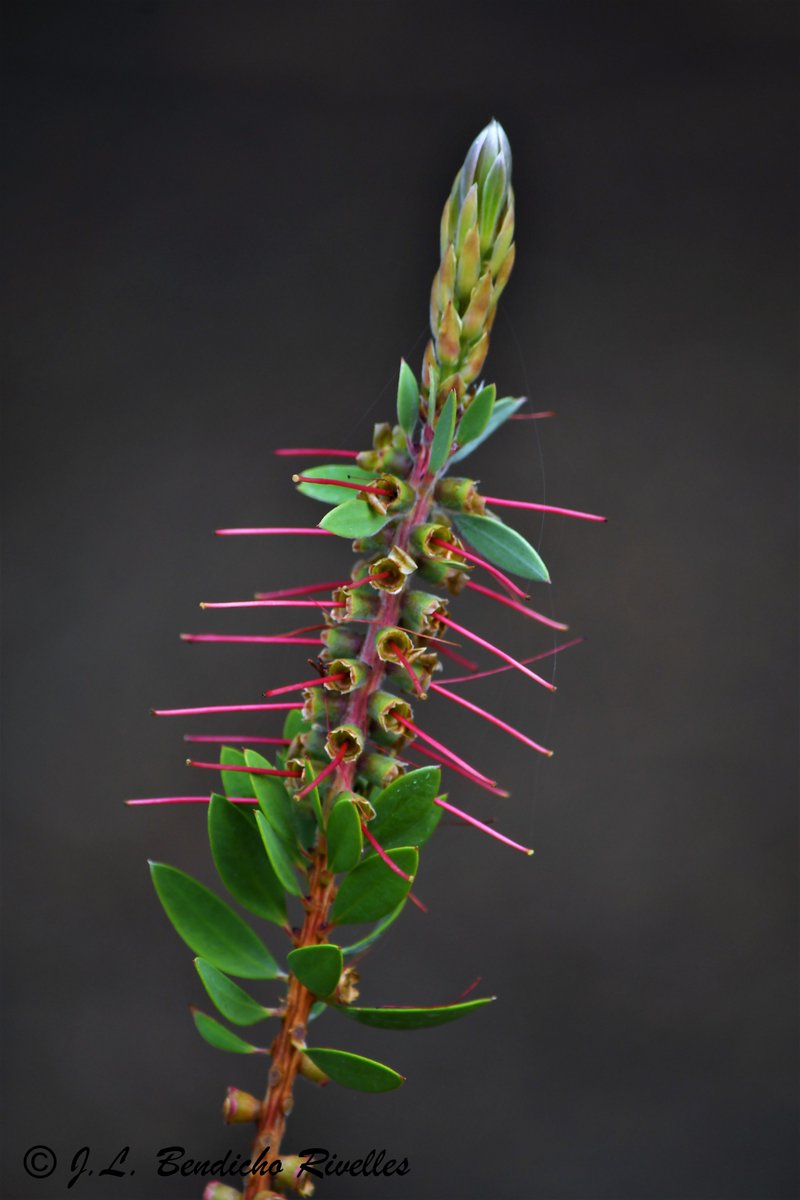 SELU©Photography (@proyecfotoselu) on Twitter photo 