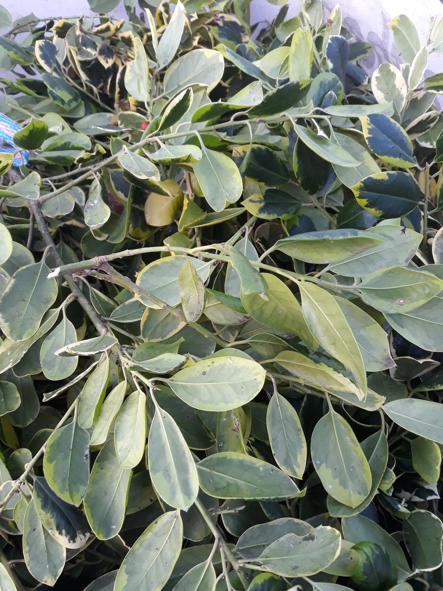 MarketSuperint1's tweet photo. #Swaffham #Market is the place to be at 11am today if you want holly to make wreaths as Fabian will be auctioning bags of it to raise money for Charity #Norfolk #SaturdayMarket #buynorfolk #staysafe #buylocal #mymarket #LYM2022 https://t.co/9HEIPMI6eS