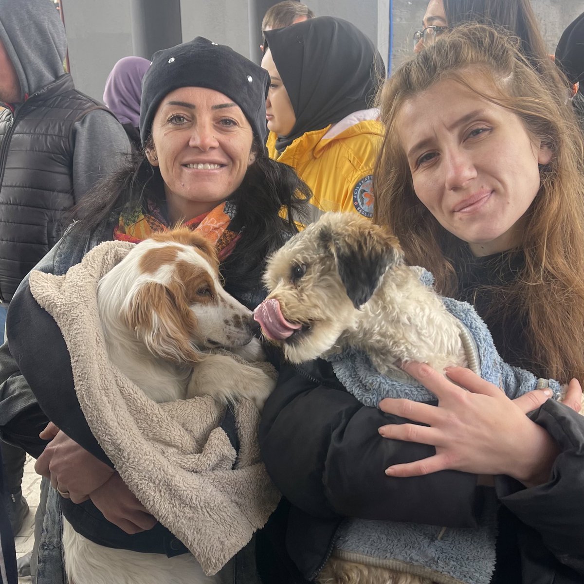 dominic dyer on Twitter "Brave Turkish animal rights activitists