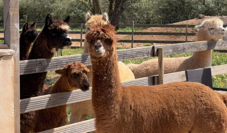 Orte - Alpakas Mallorca - Alpakaerlebnisse auf Mallorca - Alpaca experiences
de.spotic.net/alpacaonlineco…
#spotic #alpakas #alpaca #alpakayoga #alpakaerlebnisse