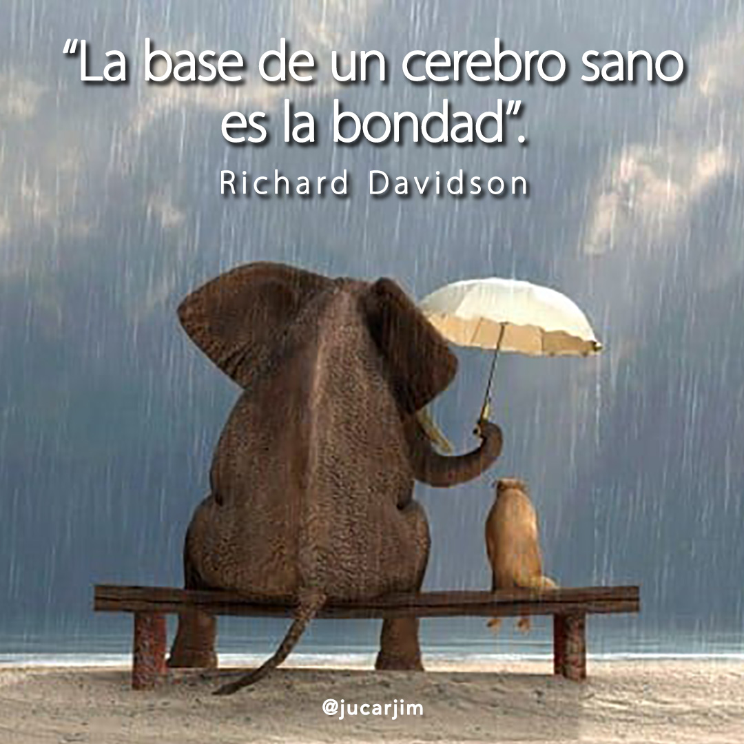 valordevalores's tweet photo. "La base de un cerebro sano es la bondad". #Valores https://t.co/GAb4WVulqj