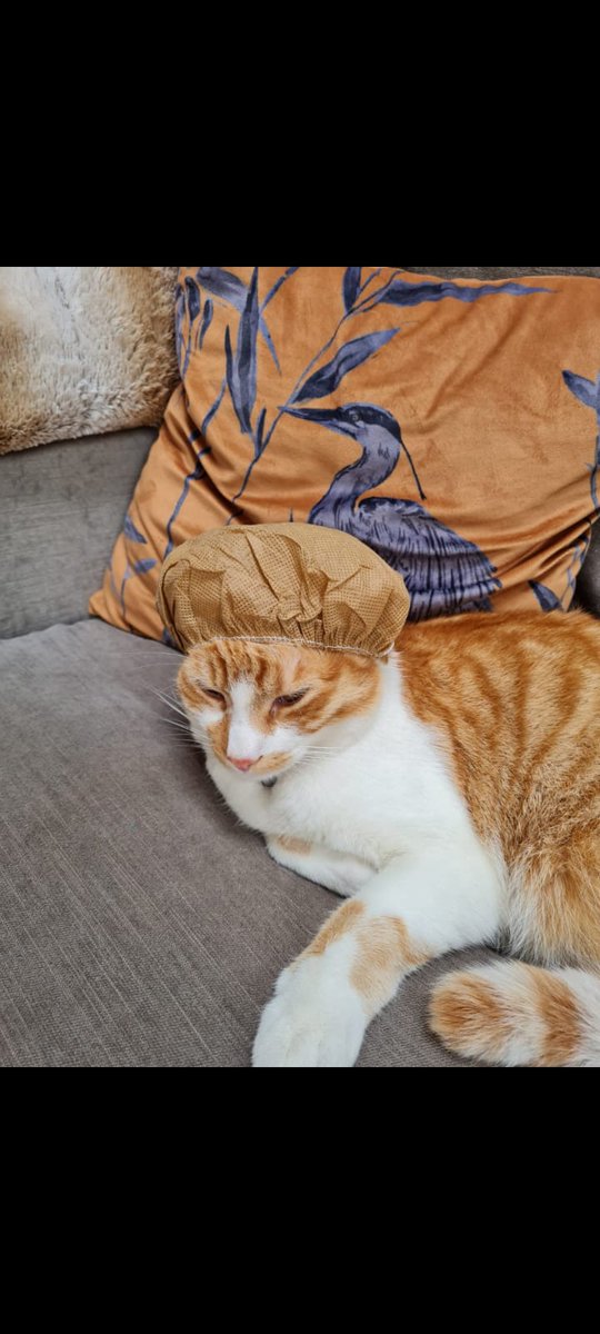 twistedvtguk's tweet photo. @ShowYourCat https://t.co/aEPD648Amu