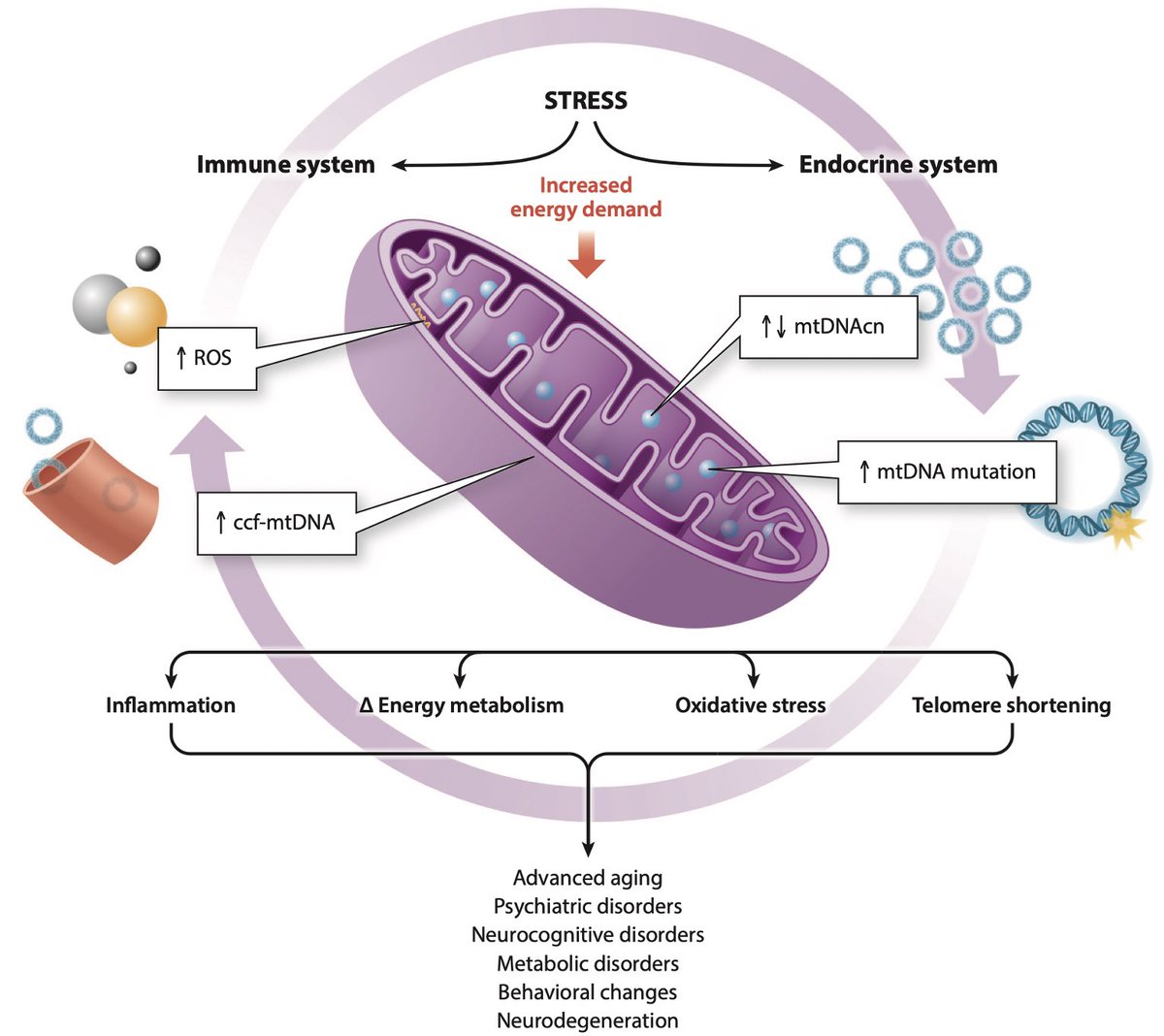 Mitochondria play a key role in the physiologic stress response through dynamic interactions with stress-associated pathways. Chronic stress can alter mitochondrial DNA and mitochondrial function, increasing the risk for pathological conditions…
ncbi.nlm.nih.gov/pmc/articles/P…