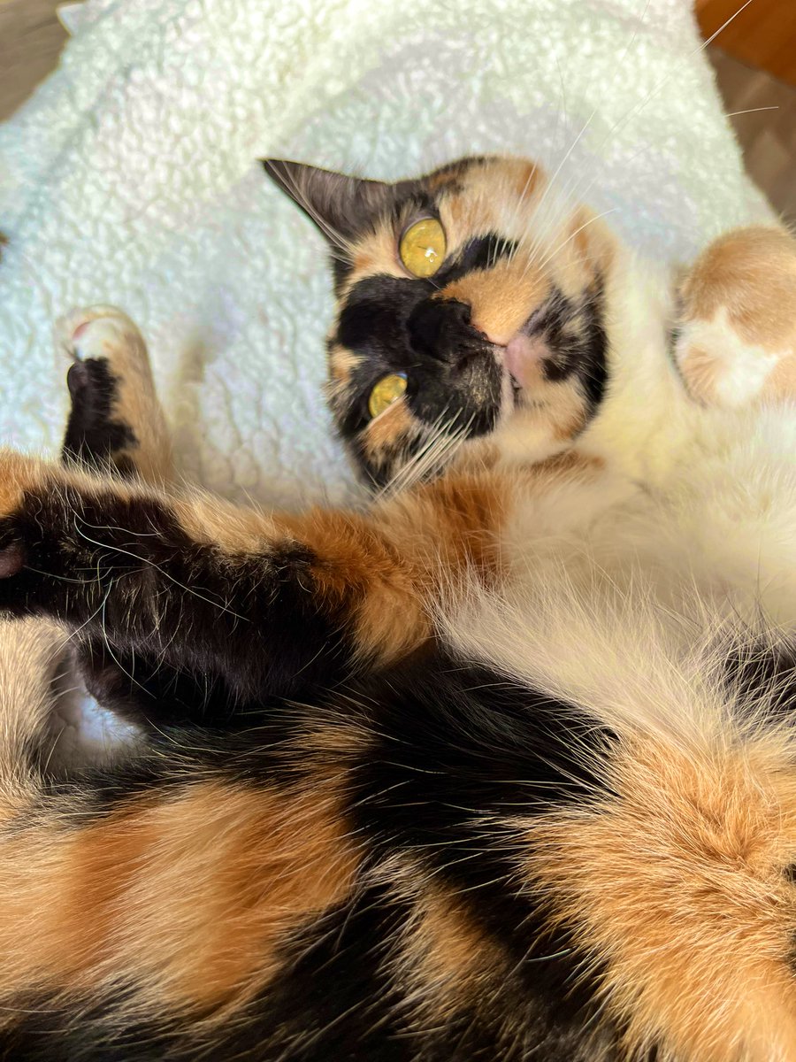 MajaTheCat1's tweet photo. Cuddling on mummy’s lap #cats #CatsOfTwitter #CatsOnTwitter #CalicoCrew https://t.co/2sbOKtGhER