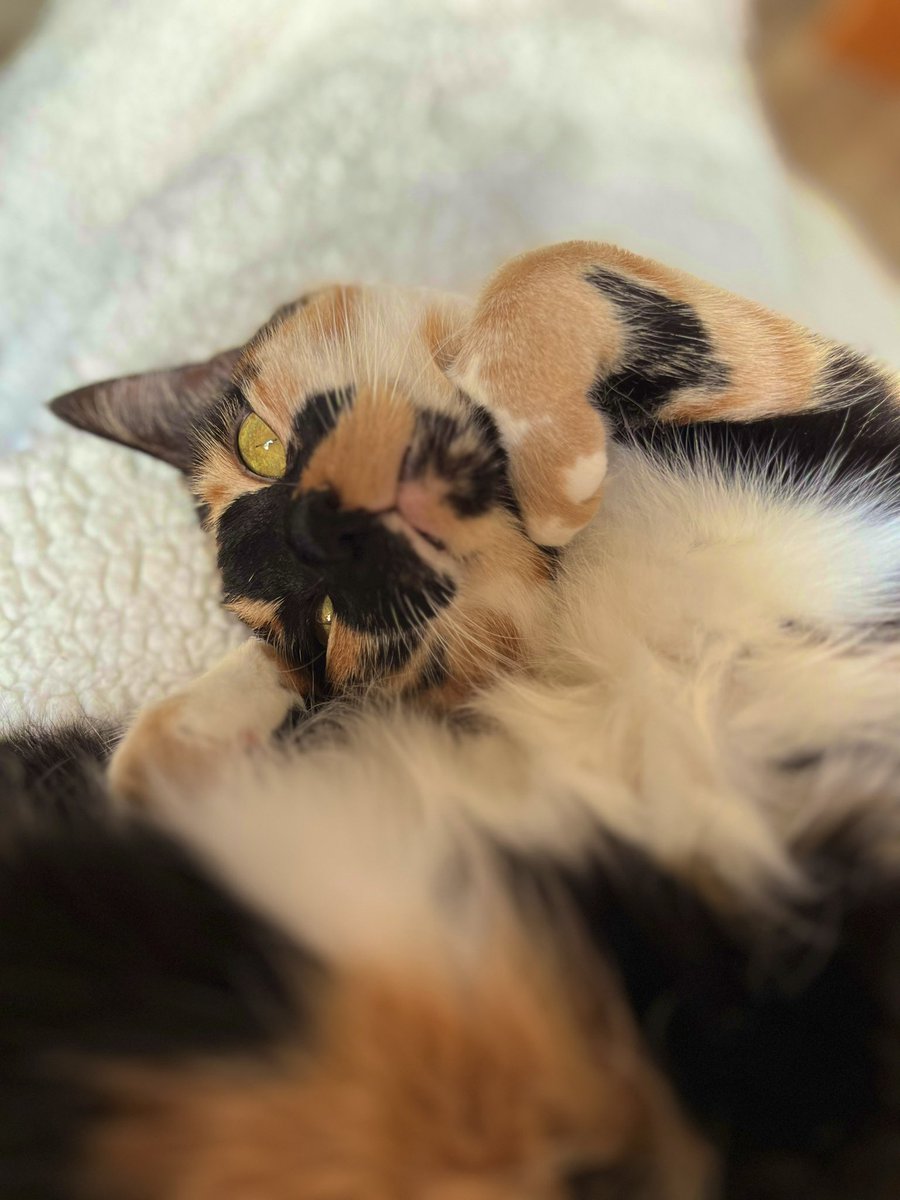 Cuddling on mummy’s lap #cats #CatsOfTwitter #CatsOnTwitter #CalicoCrew