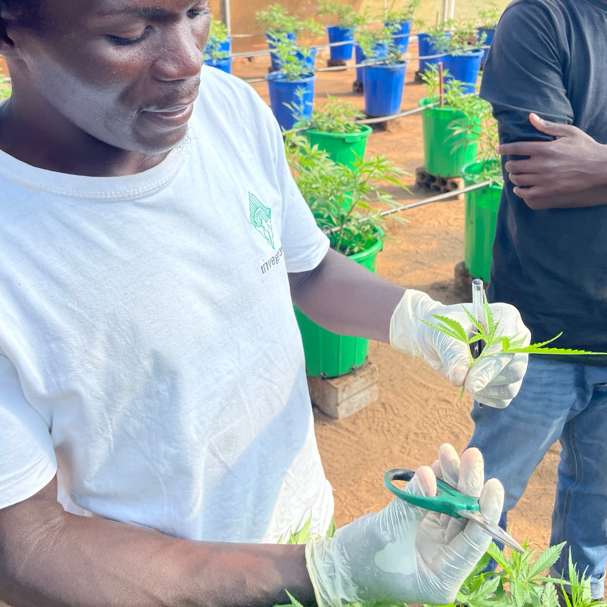 invegrow's tweet photo. What do you think is happening here? 🌿

#cannabis #hemp #cultivation #farmlife #Malawi https://t.co/u6L8XRG3ay