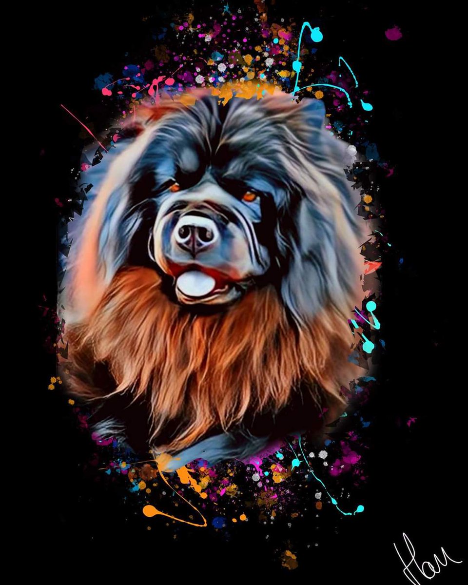 ColorfulPawz's tweet photo. Han😍 #doggy #DogsofTwittter #DogsOnTwitter #dogsofinstagram #dogstagram #SaturdayVibes https://t.co/9NYVcB1tjh