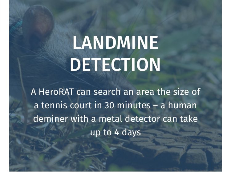 Linden Baxter tweet media