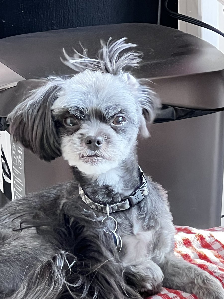 His ear needs a restart. #dogsoftwitter