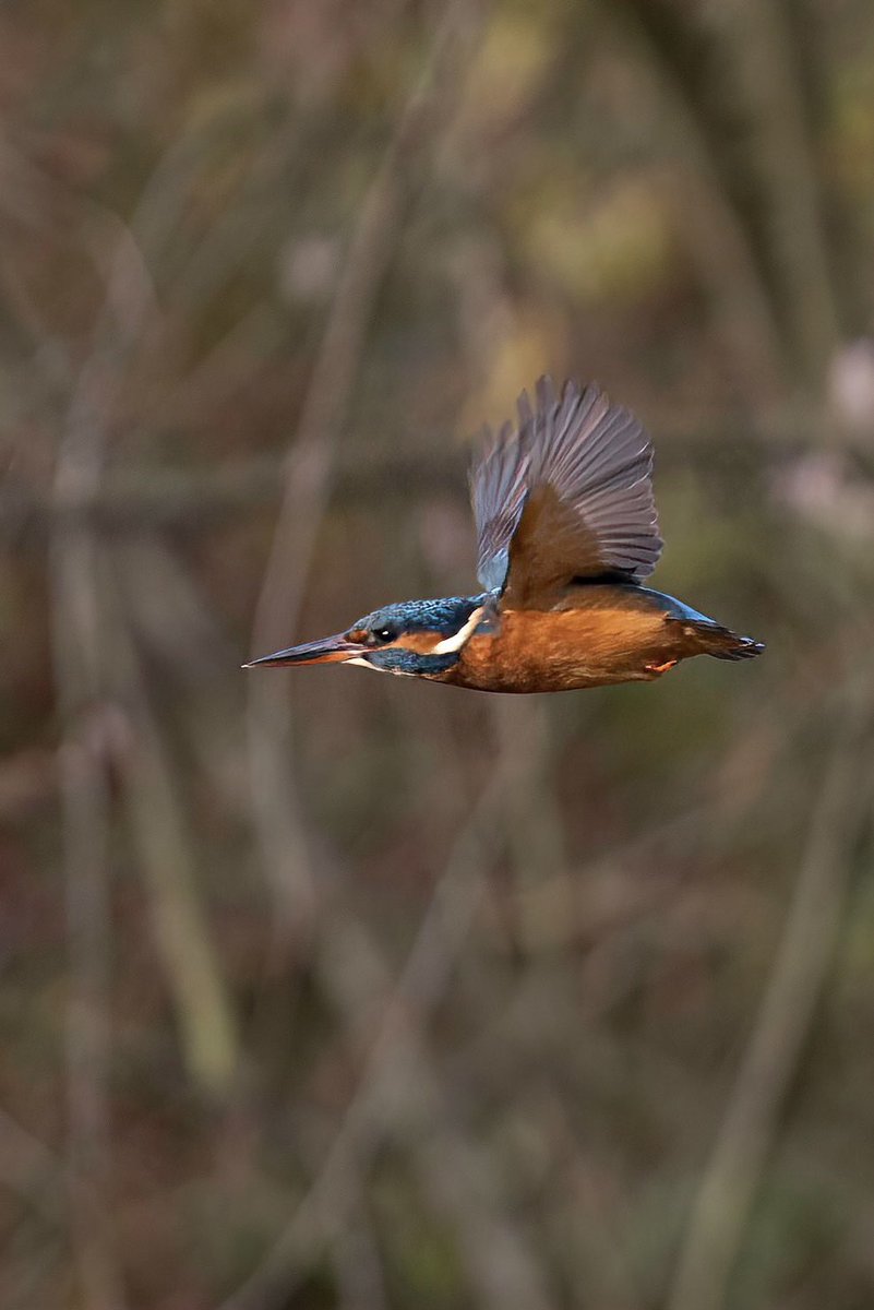 hertskingfisher's tweet photo. Kingfisher in flight taken this morning. https://t.co/aoKL0HIJ9y