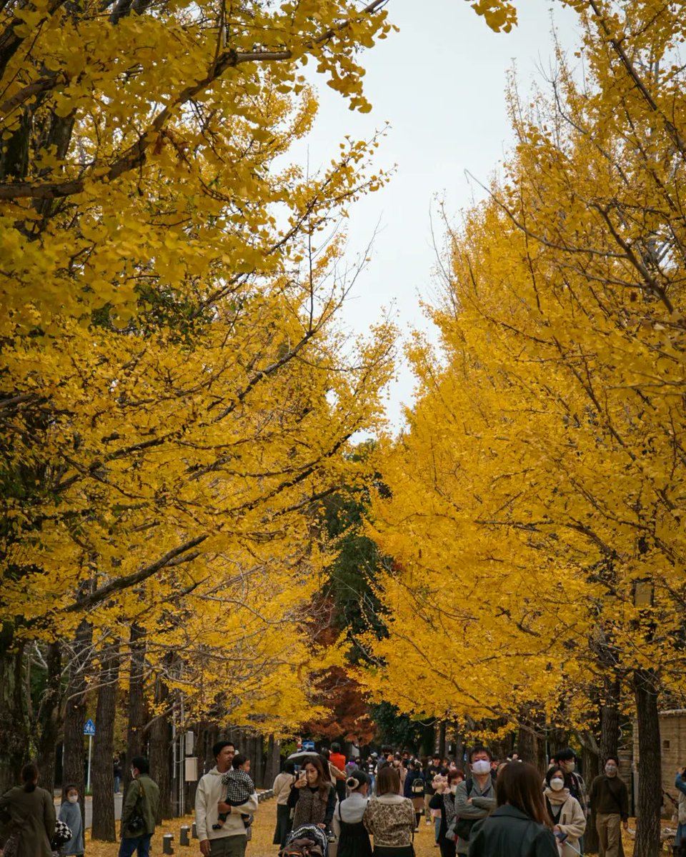 autumn🍂
.
.
.
#photooftheday #photo #photography #photographer #photo_jpn #japanexplorer #japan #japanculture #ootd #ootdfashion #autumnvibes🍁 #autumn #musimgugur #紅葉 #sonyalpha #sonyalphaclub #sony #lightroompresets #lightroomphotography #紅葉
#こうよう