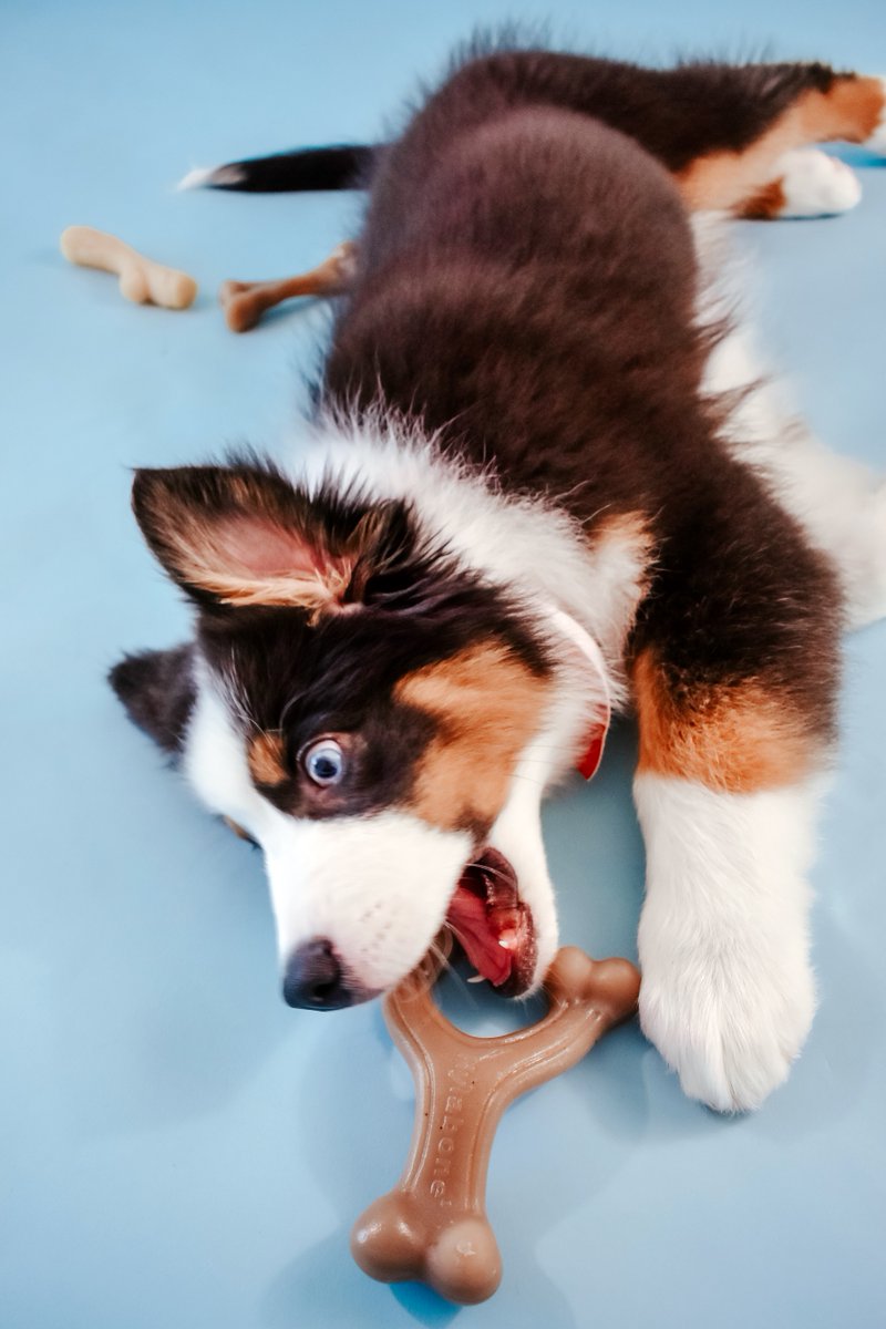 nylabone's tweet photo. Puppy Gourmet Style chew toys indulge your little flavor connoisseur and teach healthy chewing habits while they enjoy! Shop at @Chewy.

#Nylabone #GourmetStyle #puppylove https://t.co/WxsGkoLhKW