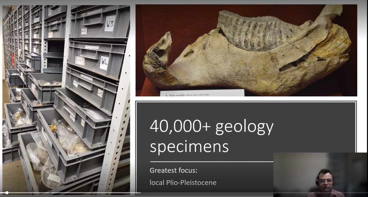 We're focusing in on the exceptional collections of #PlioPleistocene #fossils in our East Anglian museums, and the potential they have for research study.   First up, <a href="/DrSimonJackson/">Simon Jackson</a> speaking about <a href="/IpswichMuseums/">Ipswich Museums</a> geology collections