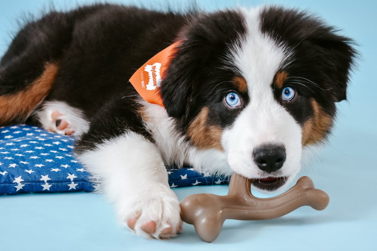 nylabone's tweet photo. Puppy Gourmet Style chew toys indulge your little flavor connoisseur and teach healthy chewing habits while they enjoy! Shop at @Chewy.

#Nylabone #GourmetStyle #puppylove https://t.co/WxsGkoLhKW