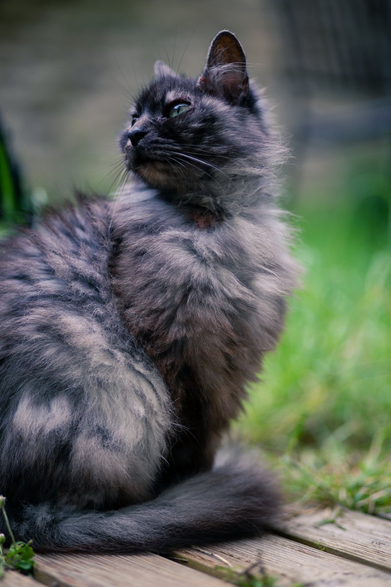 ChubbyCoon's tweet photo. Toujours pas de nouvelles de Caprica. Faites signe si jamais vous l'avez croisée, à Caen, quartier des Fleurs / Boulevard Leroy. Merci ! https://t.co/gBn1vtQne5