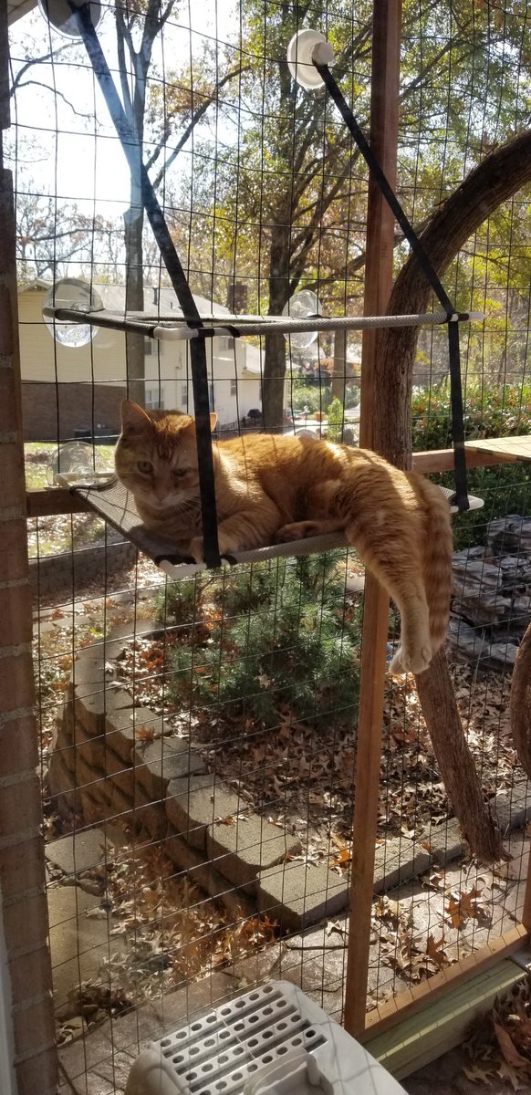 Living her best catio life #Caturday