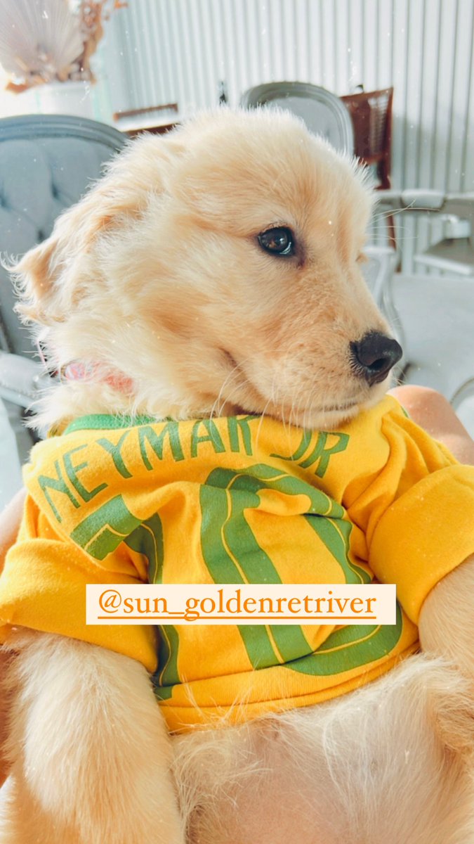 fgonza__'s tweet photo. @neymarjr Sara logo Ney 💛🤞🏼🇧🇷 @neymarjr @sun_goldenretriver https://t.co/On6vIOsEgh